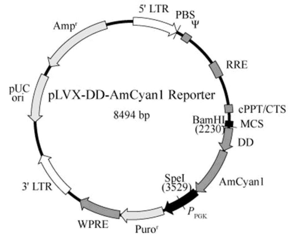 pLVX-DD-AmCyan1 Reporter载体图谱